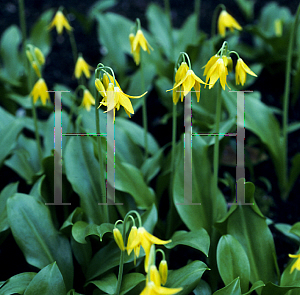 Picture of Erythronium tuolumnense 