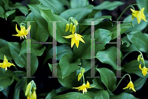 Picture of Erythronium tuolumnense 