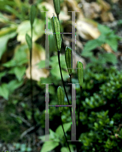 Picture of Erythronium tuolumnense 