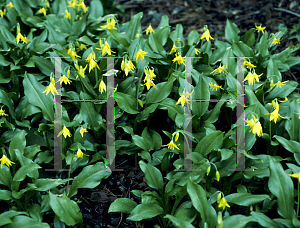 Picture of Erythronium tuolumnense 