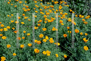 Picture of Eschscholzia californica 