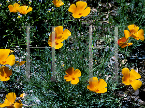 Picture of Eschscholzia californica 