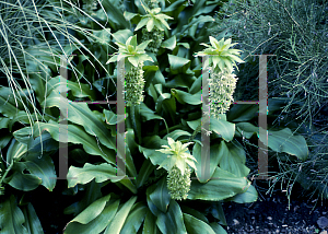 Picture of Eucomis comosa 