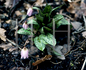 Picture of Erythronium dens-canis 