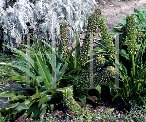 Picture of Eucomis comosa 