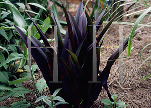 Picture of Eucomis comosa 'Sparkling Burgundy'