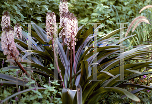 Picture of Eucomis comosa 'Sparkling Burgundy'