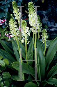 Picture of Eucomis pallidiflora 