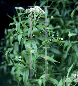 Picture of Eupatorium cannabinum 