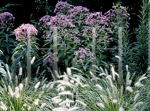 Picture of Eupatorium purpureum 