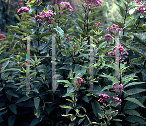 Picture of Eupatorium purpureum var. atropurpureum 