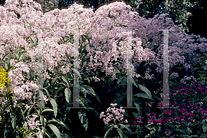 Picture of Eupatorium purpureum 