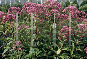 Picture of Eupatorium purpureum 'Gateway'