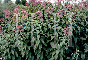 Picture of Eupatorium purpureum 'Gateway'