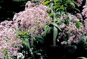 Picture of Eupatorium purpureum 'Gateway'