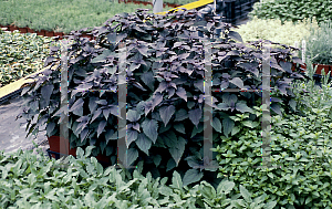 Picture of Ageratina altissima 'Chocolate'