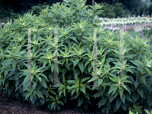 Picture of Eupatorium purpureum 'Gateway'