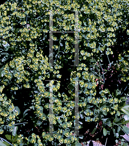 Picture of Euphorbia amygdaloides 'Rubra'