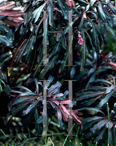 Picture of Euphorbia amygdaloides 'Purpurea'