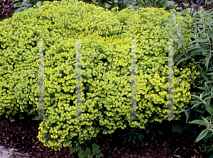 Picture of Euphorbia amygdaloides 'Red Wing'