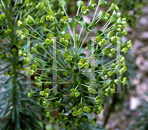 Picture of Euphorbia characias 