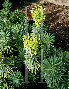 Picture of Euphorbia characias 'Lambrook Gold'