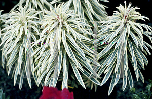 Picture of Euphorbia characias 'Ember Queen'