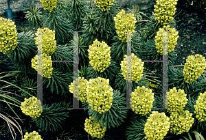 Picture of Euphorbia characias ssp. wulfenii 