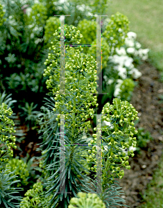 Picture of Euphorbia characias ssp. wulfenii 