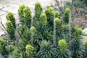 Picture of Euphorbia characias ssp. wulfenii 