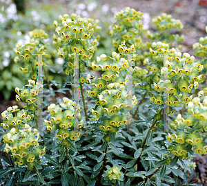 Picture of Euphorbia characias ssp. wulfenii 