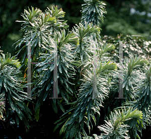 Picture of Euphorbia characias ssp. wulfenii 