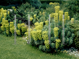 Picture of Euphorbia characias ssp. wulfenii 