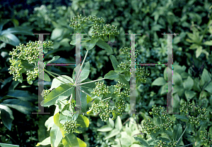 Picture of Euphorbia corallioides 