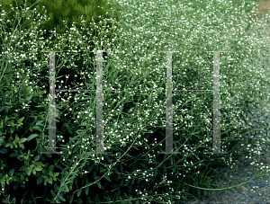 Picture of Euphorbia corollata 