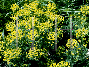 Picture of Euphorbia cyparissias 