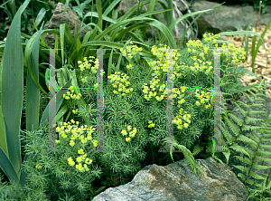 Picture of Euphorbia cyparissias 