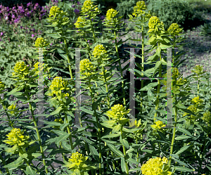 Picture of Euphorbia dulcis 