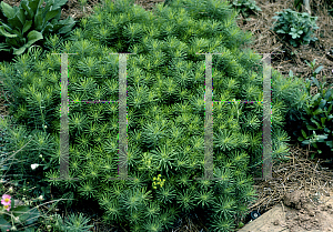 Picture of Euphorbia cyparissias 