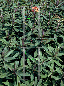 Picture of Euphorbia griffithii 