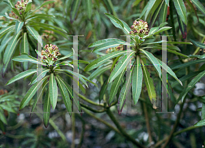 Picture of Euphorbia griffithii 