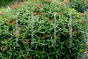 Picture of Euphorbia griffithii 'Fireglow'