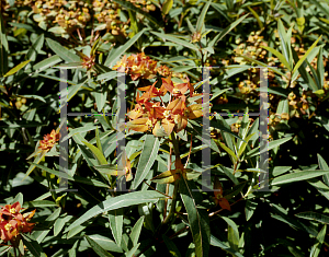 Picture of Euphorbia griffithii 'Fireglow'