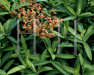 Picture of Euphorbia griffithii 'Fireglow'