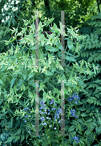 Picture of Euphorbia lathyris 