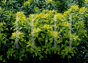 Picture of Euphorbia longifolia 