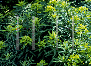 Picture of Euphorbia longifolia 