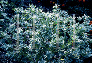 Picture of Euphorbia marginata 