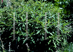 Picture of Euphorbia mellifera 