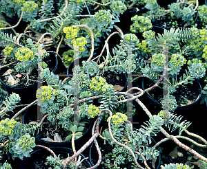 Picture of Euphorbia myrsinites 